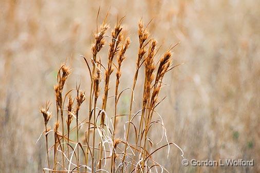 Dry Grass_41103.jpg - Photographed along the Gulf coast near Rockport, Texas, USA.